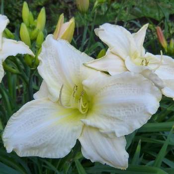 Лилейник Hemerocallis ‘White Temptation’